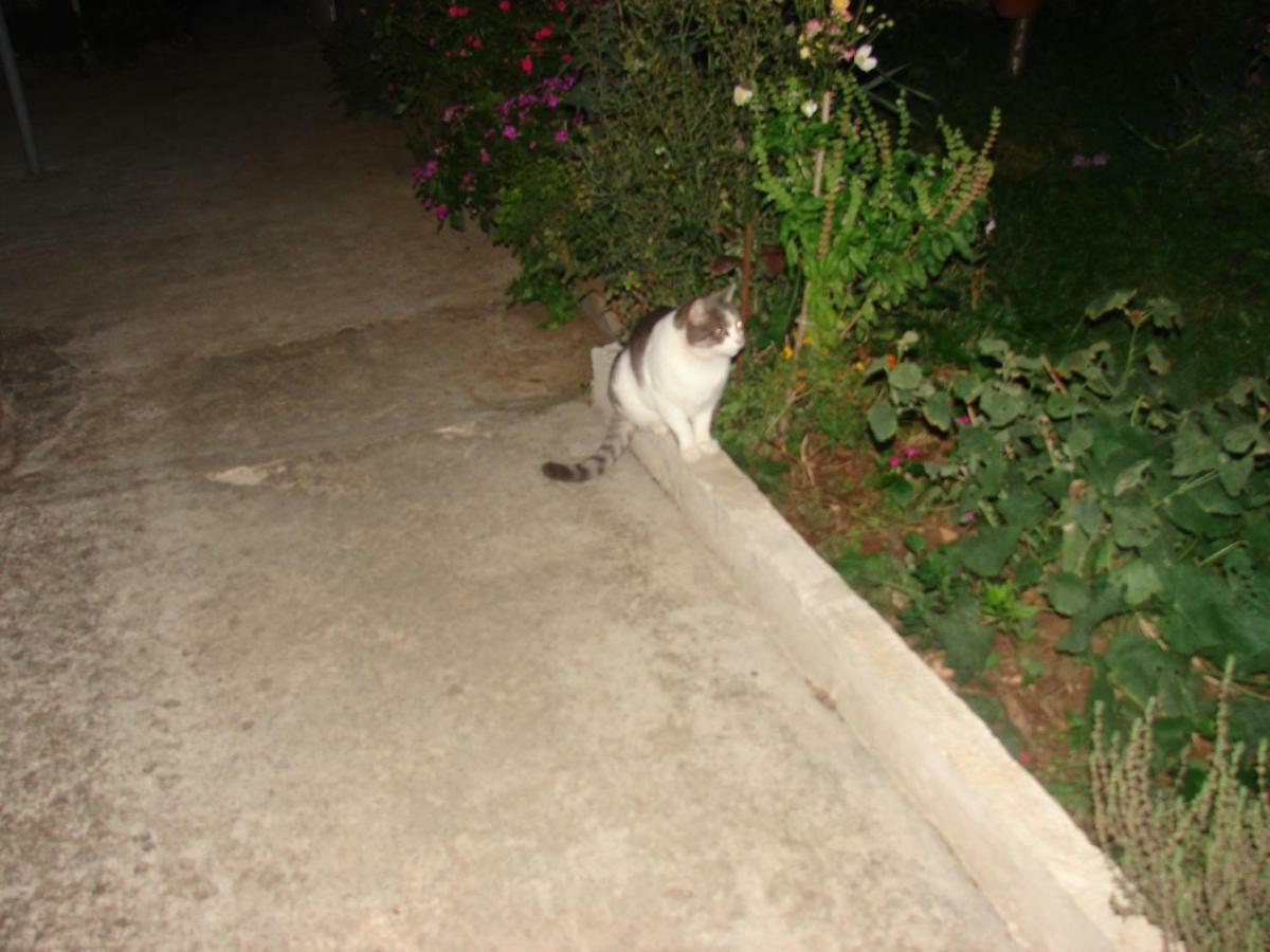 Filip 2 Otel Biograd Na Moru Dış mekan fotoğraf